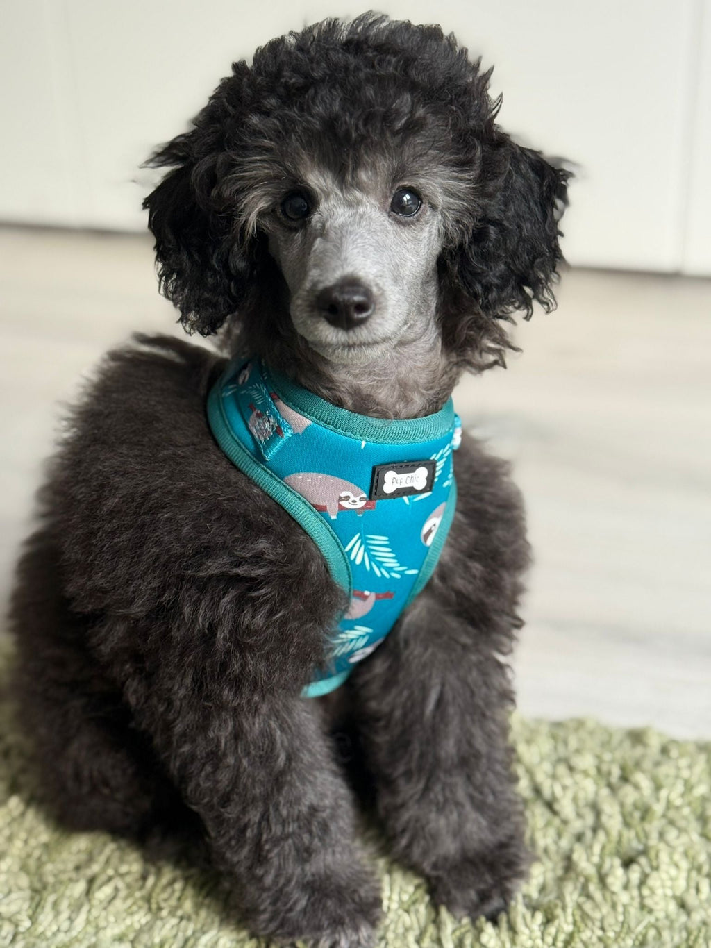 Lazy Sloth Puppy Harness – XXS Size for Tiny Breeds 🦥💚 - Pup Chic Boutique