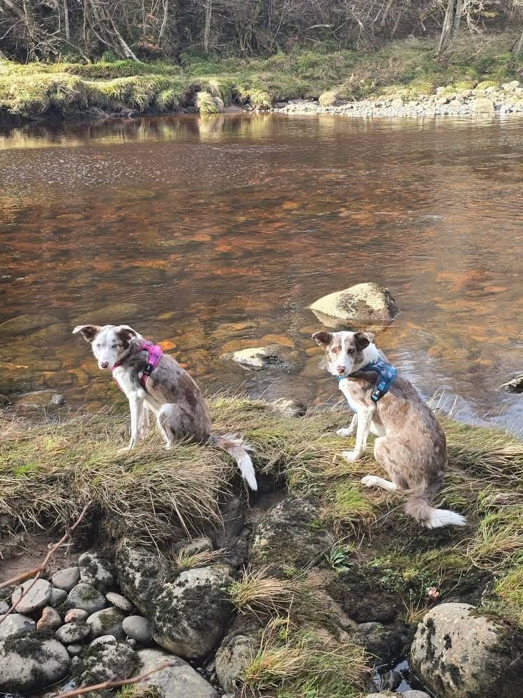 Lazy Sloth Tactical Dog Harness - Pup Chic Boutique