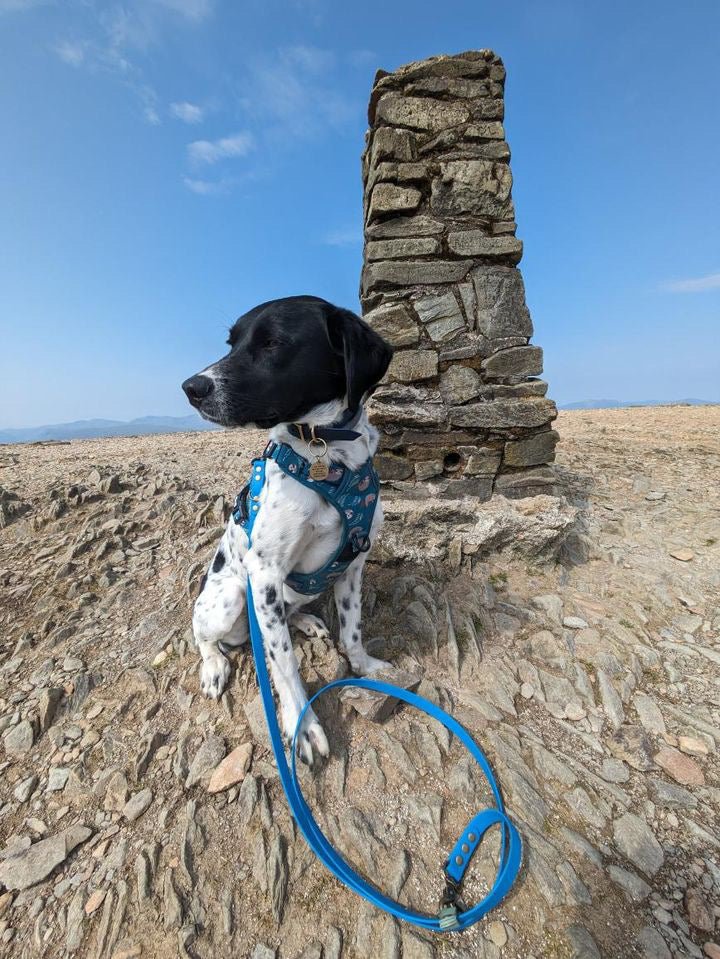 Lazy Sloth Tactical Dog Harness - Pup Chic Boutique