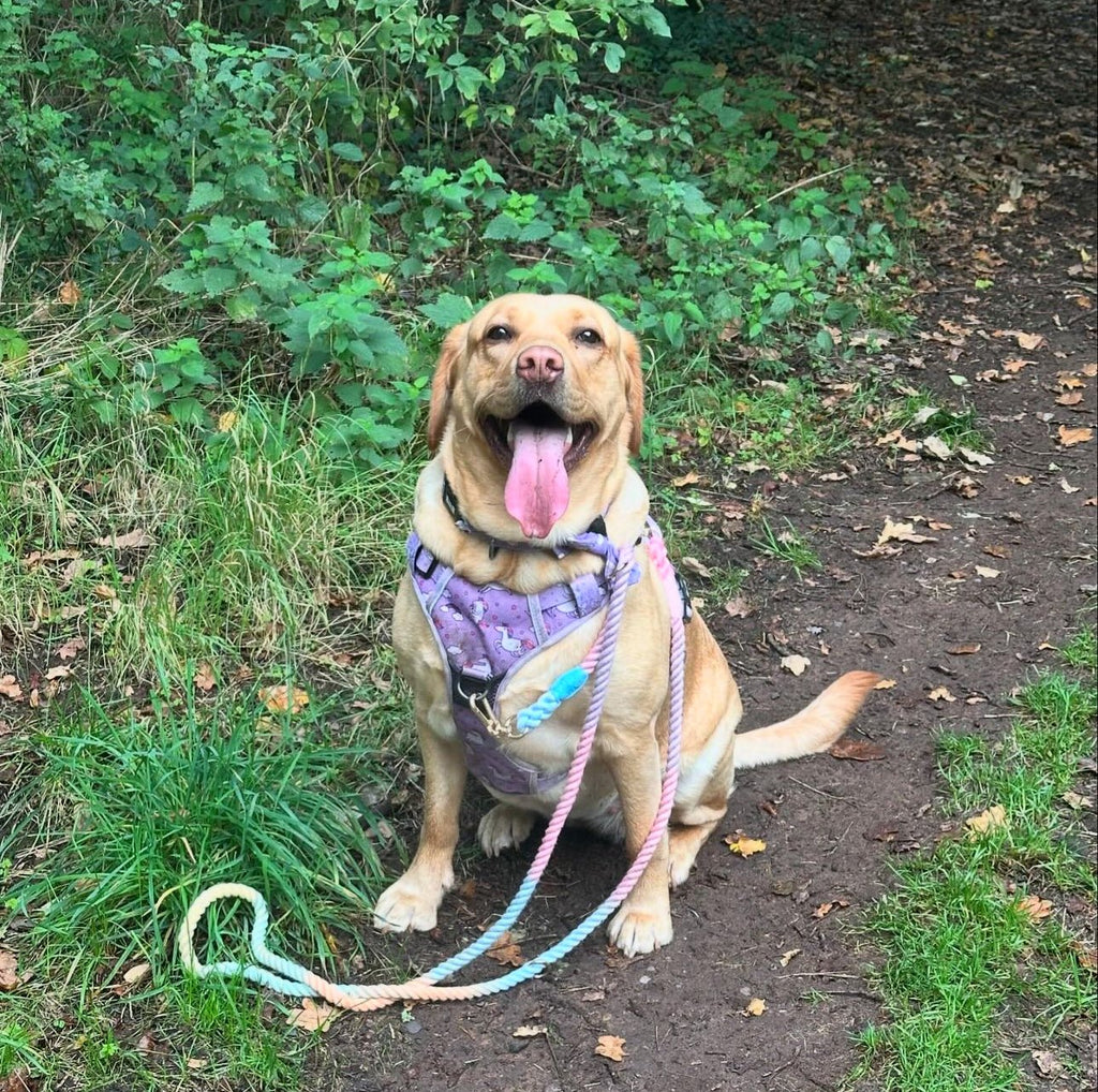 Macaroon Multi - Use 7ft Rope Dog Lead – Pastel Pink, Lilac, Blue, Green & Yellow - Pup Chic Boutique