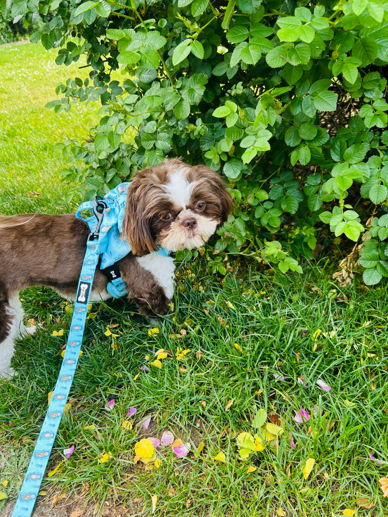 Otterly Lovely 5ft dog lead - Pup Chic Boutique