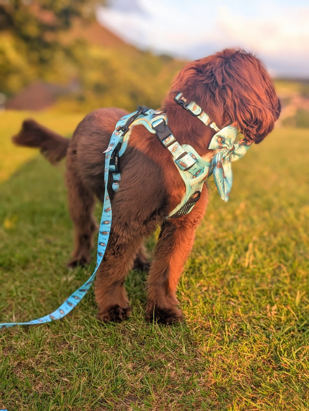 Otterly Lovely 5ft dog lead - Pup Chic Boutique