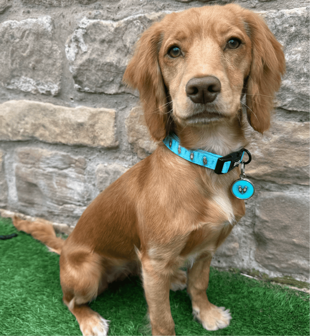 Otterly Lovely Dog Collar - Pup Chic Boutique