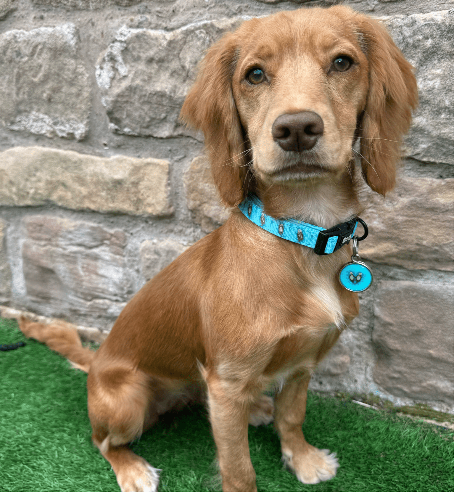 Otterly Lovely Dog Collar - Pup Chic Boutique