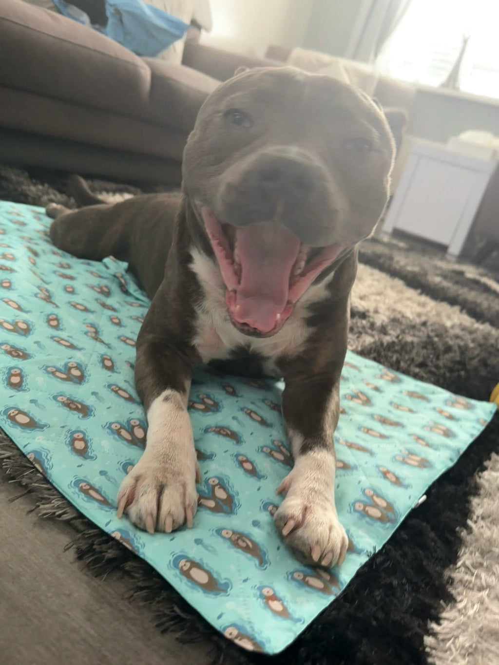 Otterly Lovely Dog Settle Mat - The Perfect Travel Mat for Your Dog! 🦦💙 - Pup Chic Boutique