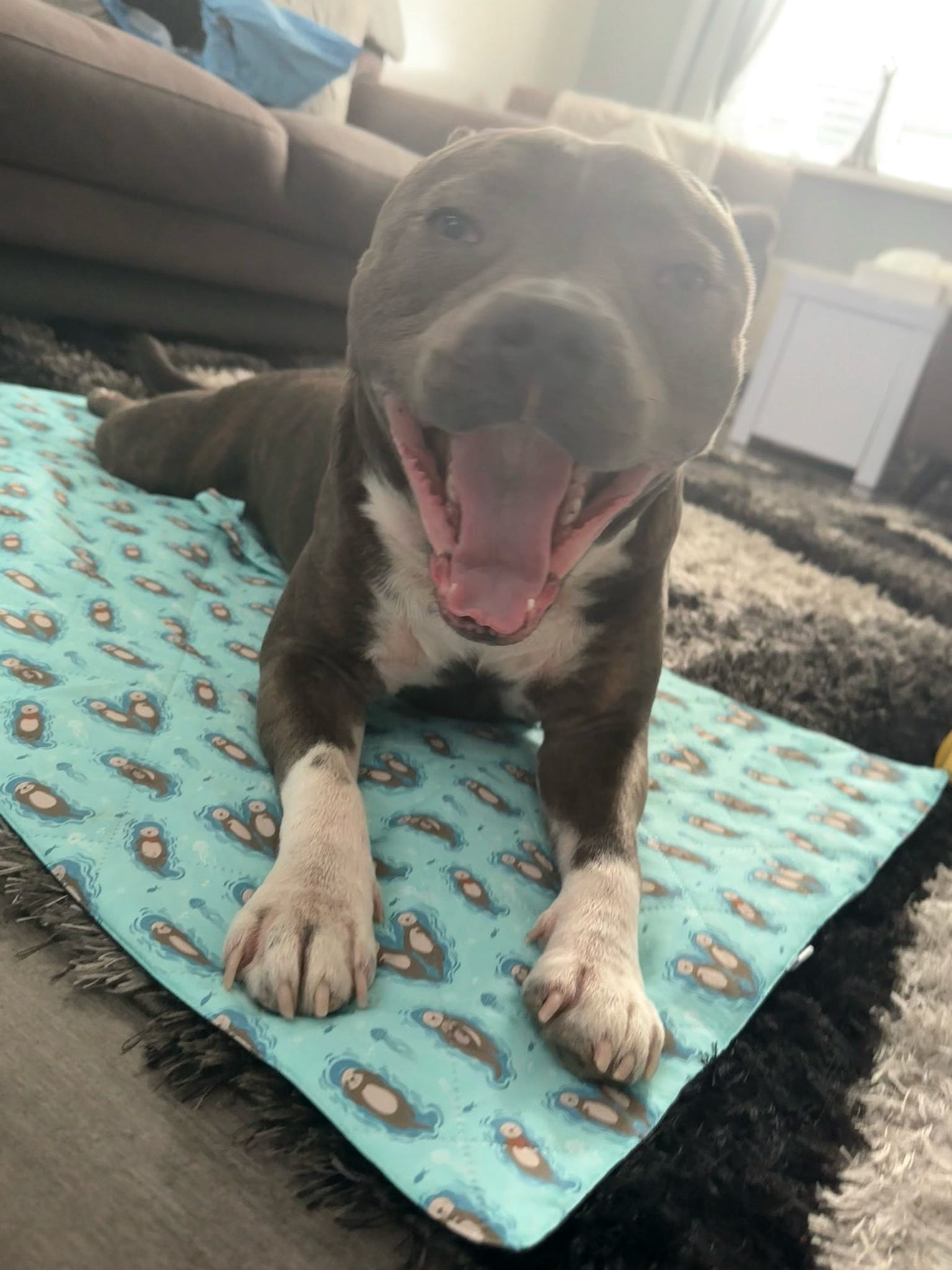 Otterly Lovely Dog Settle Mat - The Perfect Travel Mat for Your Dog! 🦦💙 - Pup Chic Boutique