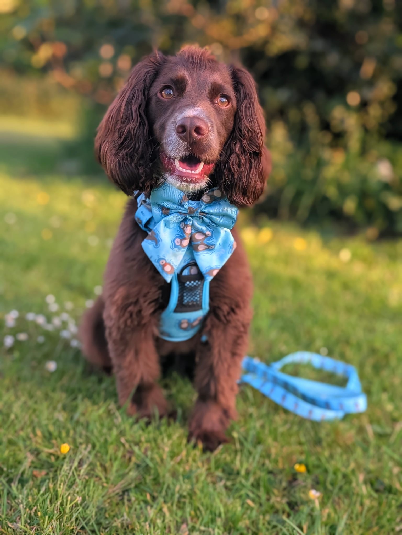 Otterly Lovely Sailor bow 🦦💙 - Pup Chic Boutique