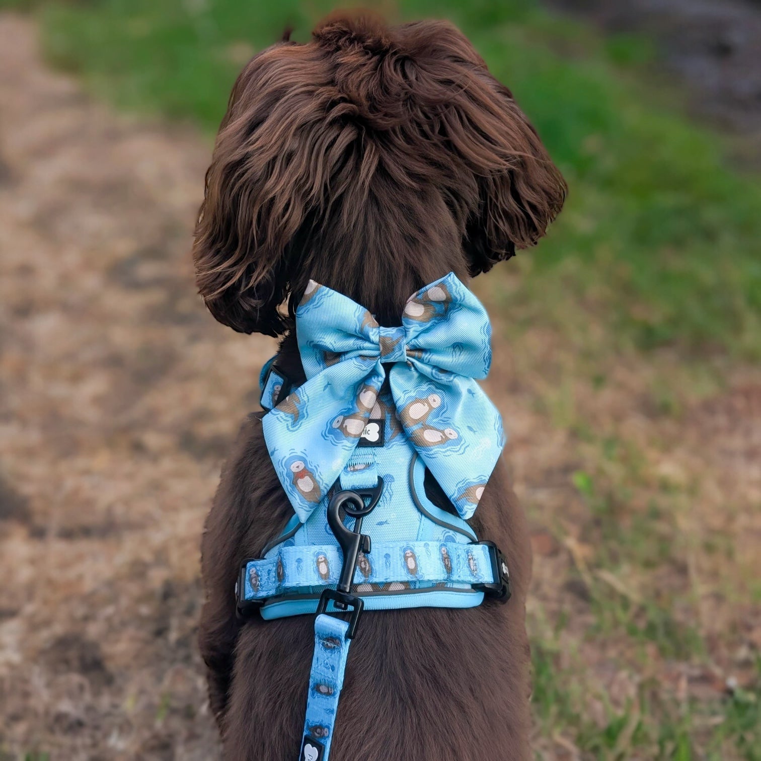Otterly Lovely Sailor bow 🦦💙 - Pup Chic Boutique