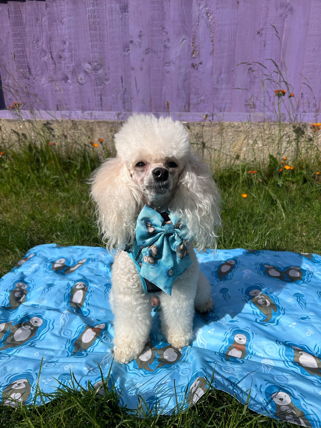 Otterly Lovely Sailor bow 🦦💙 - Pup Chic Boutique