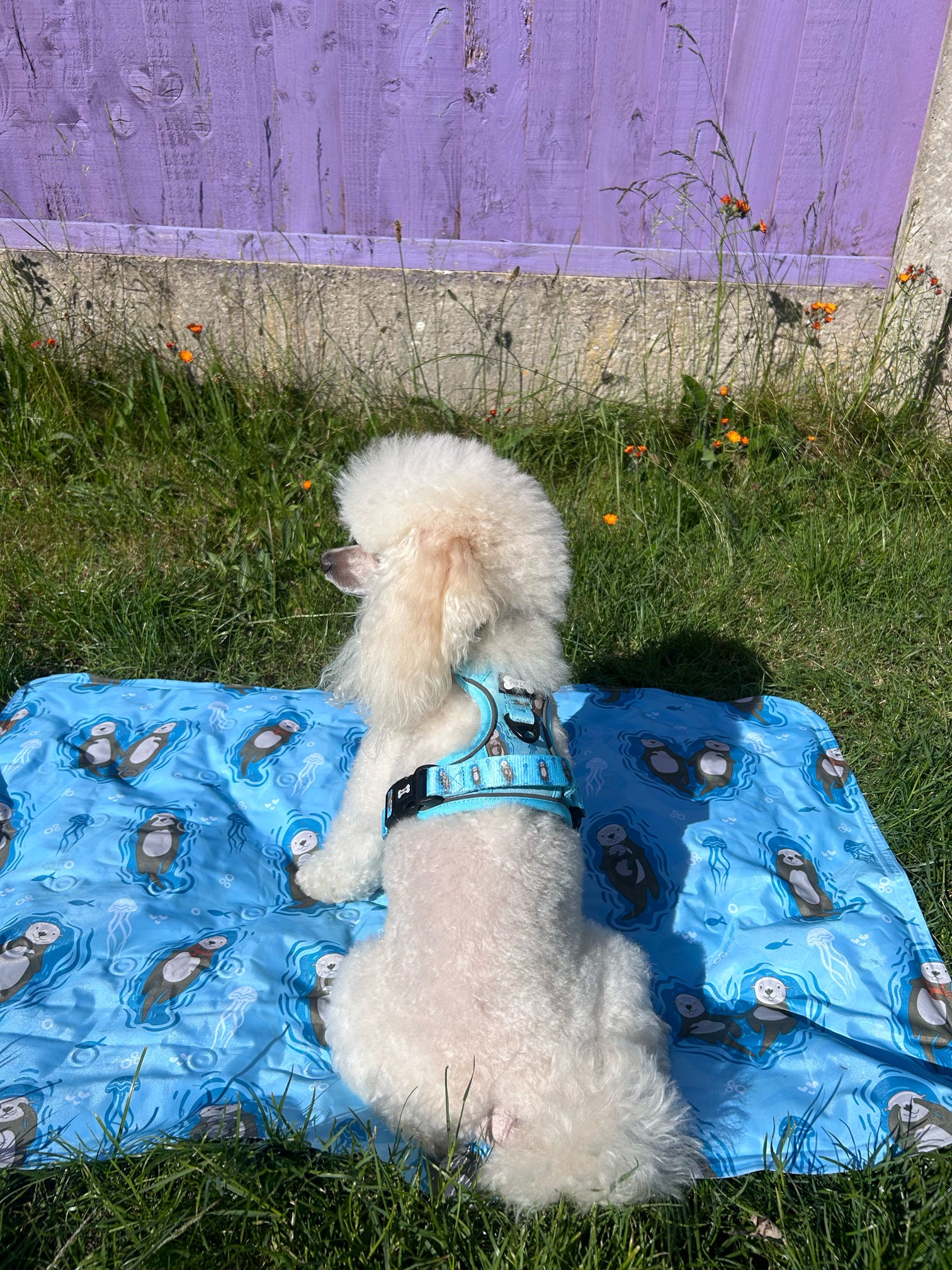 Otterly Lovely Tactical Dog Harness - Pup Chic Boutique