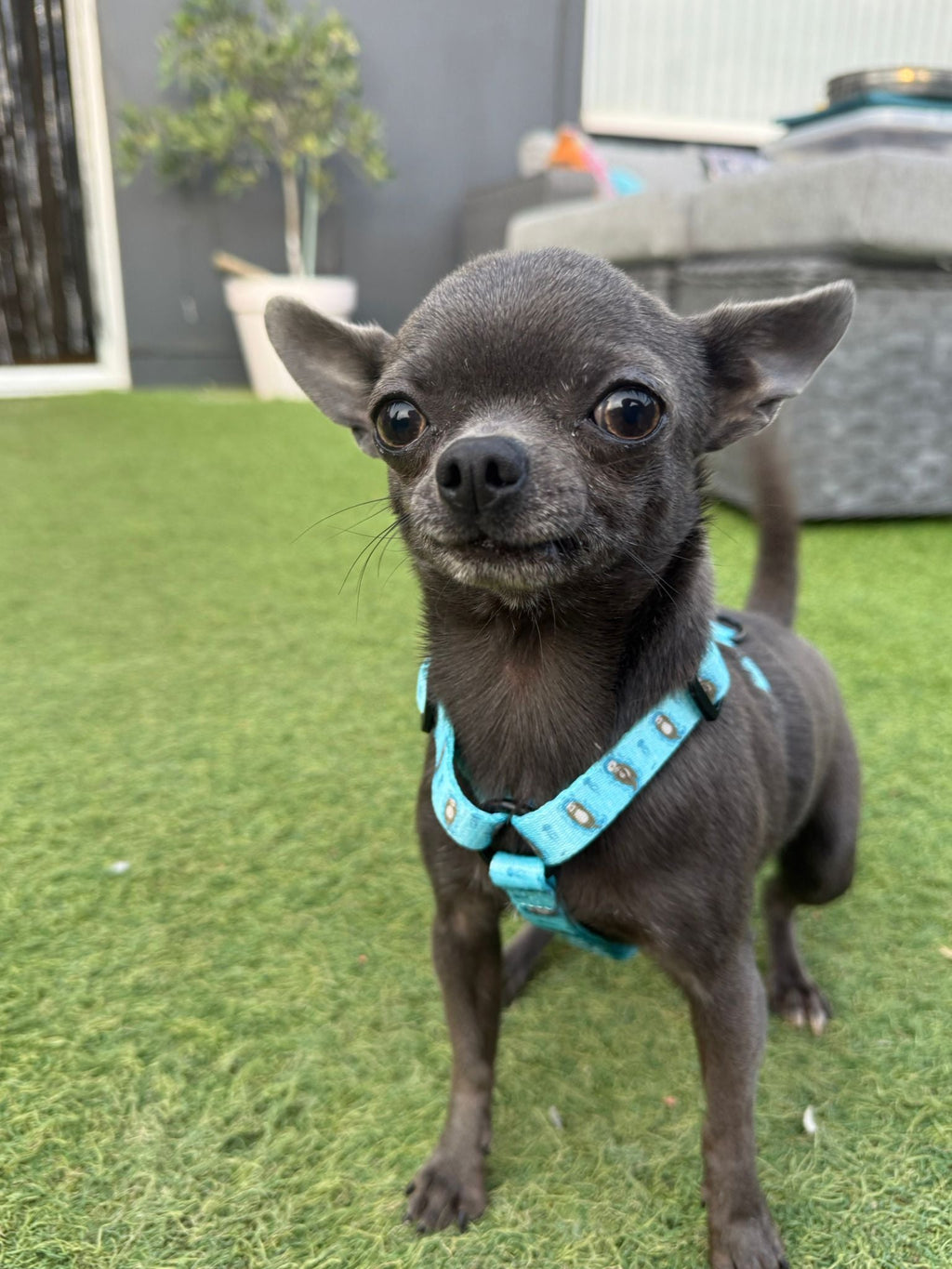 Otterly Lovely XXXS Puppy Harness - Pup Chic Boutique