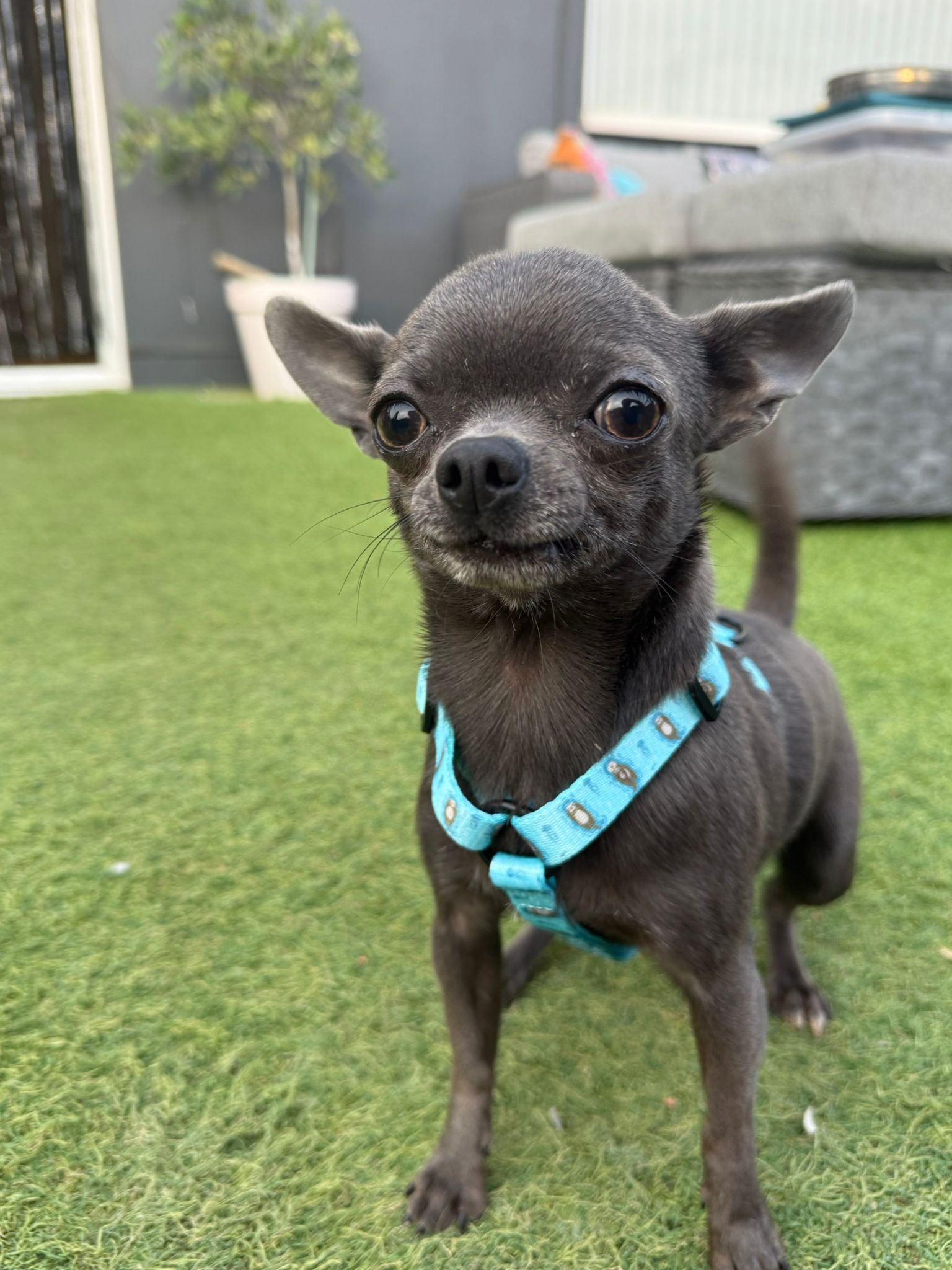 Otterly Lovely XXXS Puppy Harness - Pup Chic Boutique