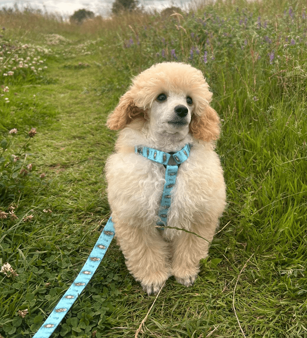 Otterly Lovely XXXS Puppy Harness - Pup Chic Boutique