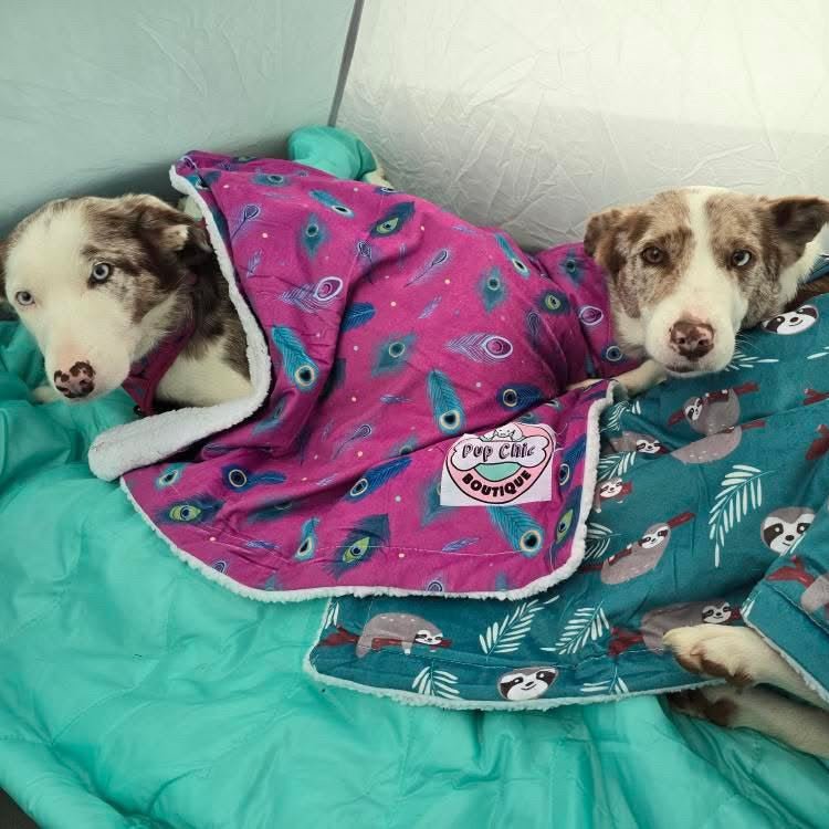 Peacock Power blanket - Pup Chic Boutique