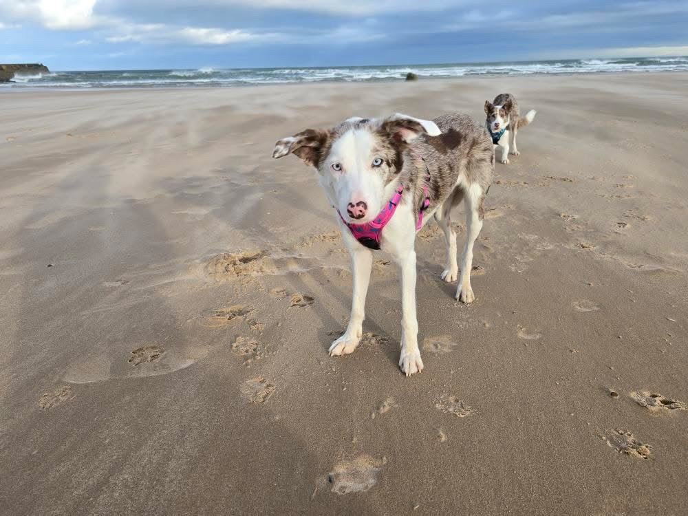 Peacock Power No Pull Tactical Dog Harness - Pup Chic Boutique