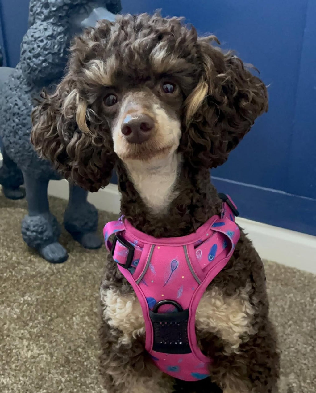 Peacock Power No Pull Tactical Dog Harness - Pup Chic Boutique