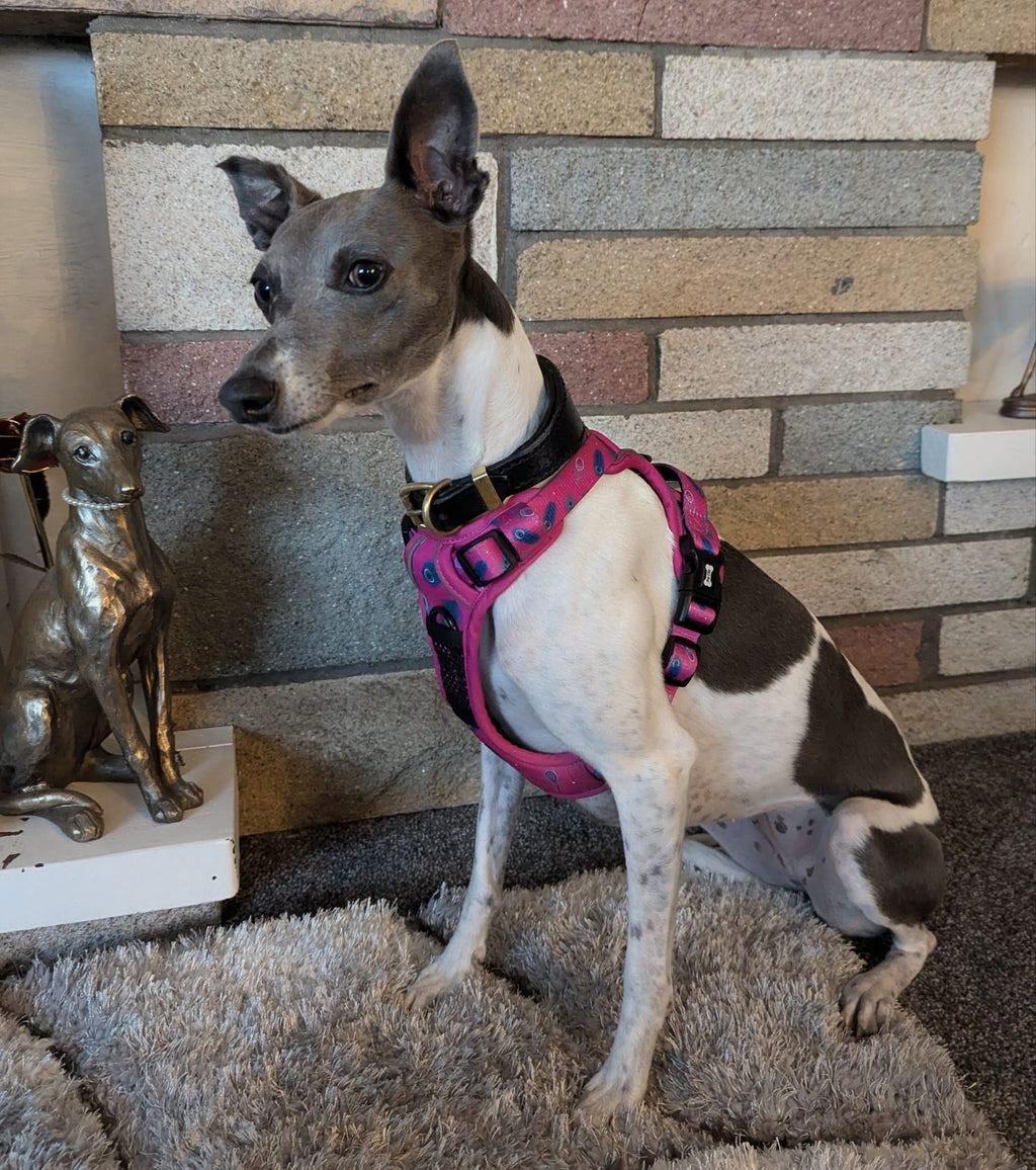 Peacock Power No Pull Tactical Dog Harness - Pup Chic Boutique