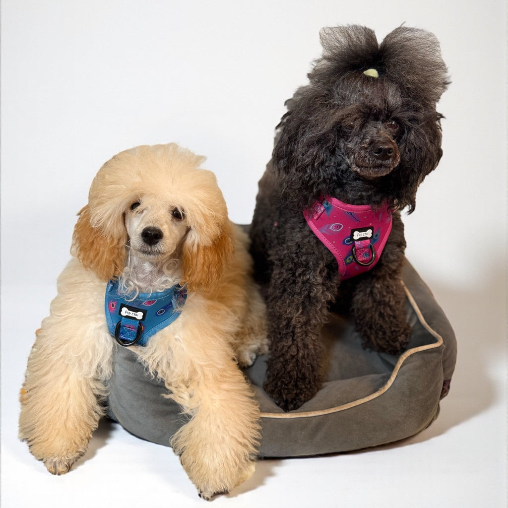 Peacock Power Step - In Adjustable Harness – Pretty, Practical & Perfect for Tiny Pups - Pup Chic Boutique