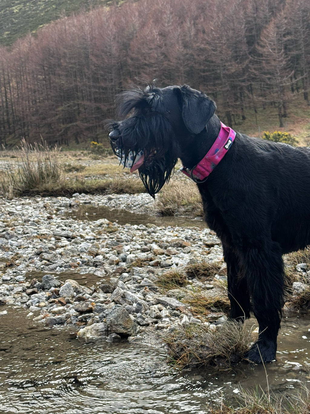 Peacock Power Tactical Dog Collar with Handle - Pup Chic Boutique