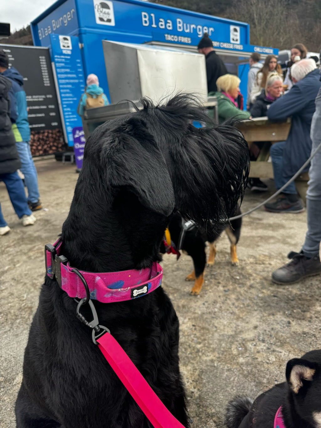 Peacock Power Tactical Dog Collar with Handle - Pup Chic Boutique