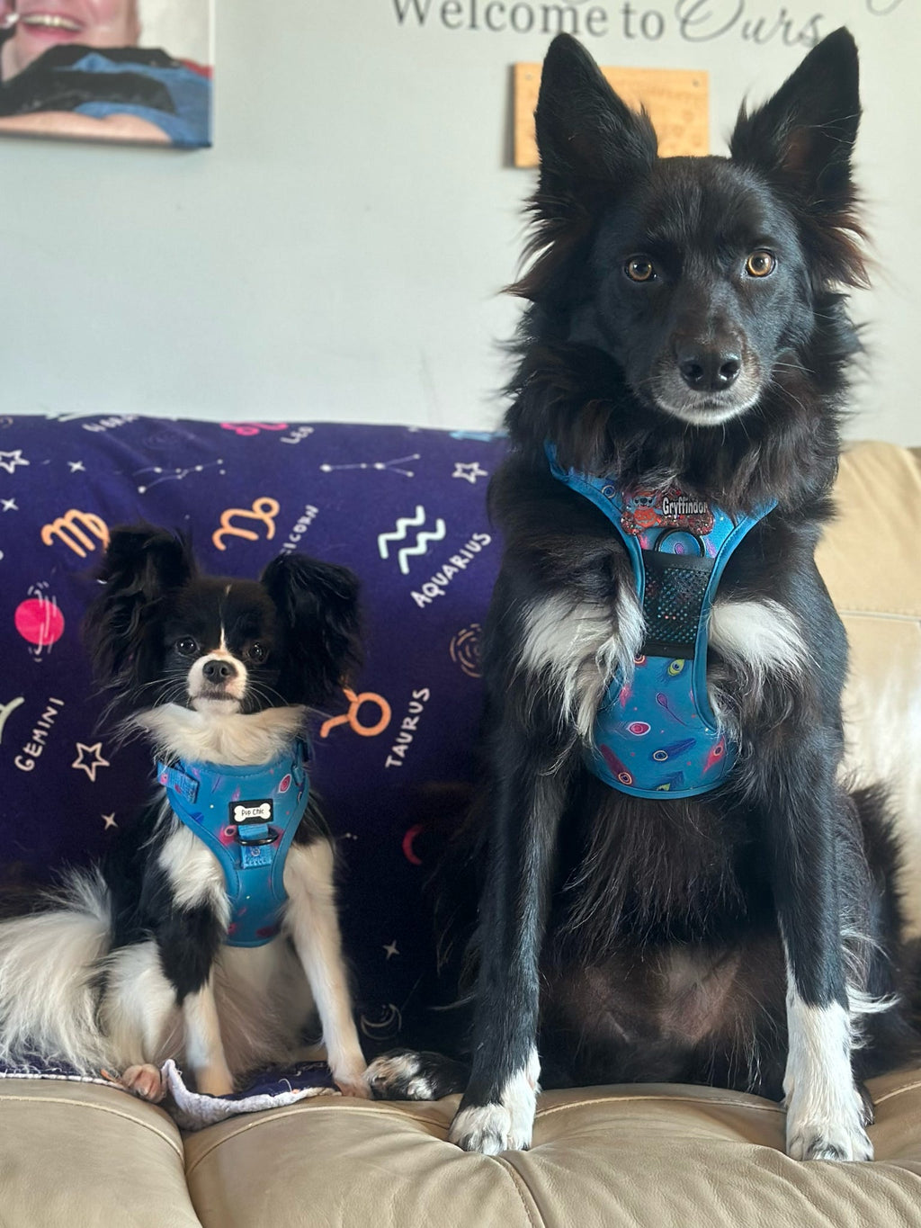 Power Peacock Step - In Adjustable Harness – Easy, Comfy & Made for Stylish Small Dogs! - Pup Chic Boutique