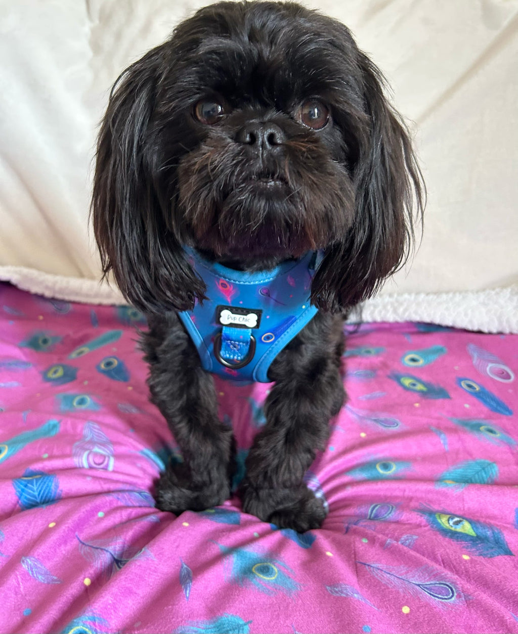 Power Peacock Step - In Adjustable Harness – Easy, Comfy & Made for Stylish Small Dogs! - Pup Chic Boutique