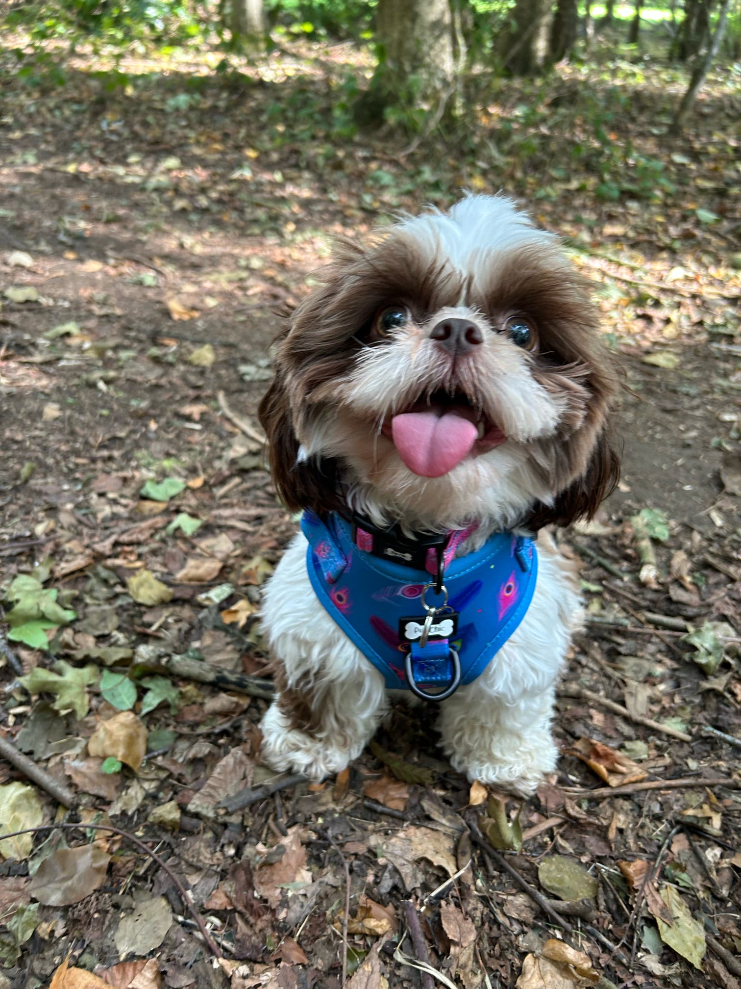 Power Peacock Step - In Adjustable Harness – Easy, Comfy & Made for Stylish Small Dogs! - Pup Chic Boutique