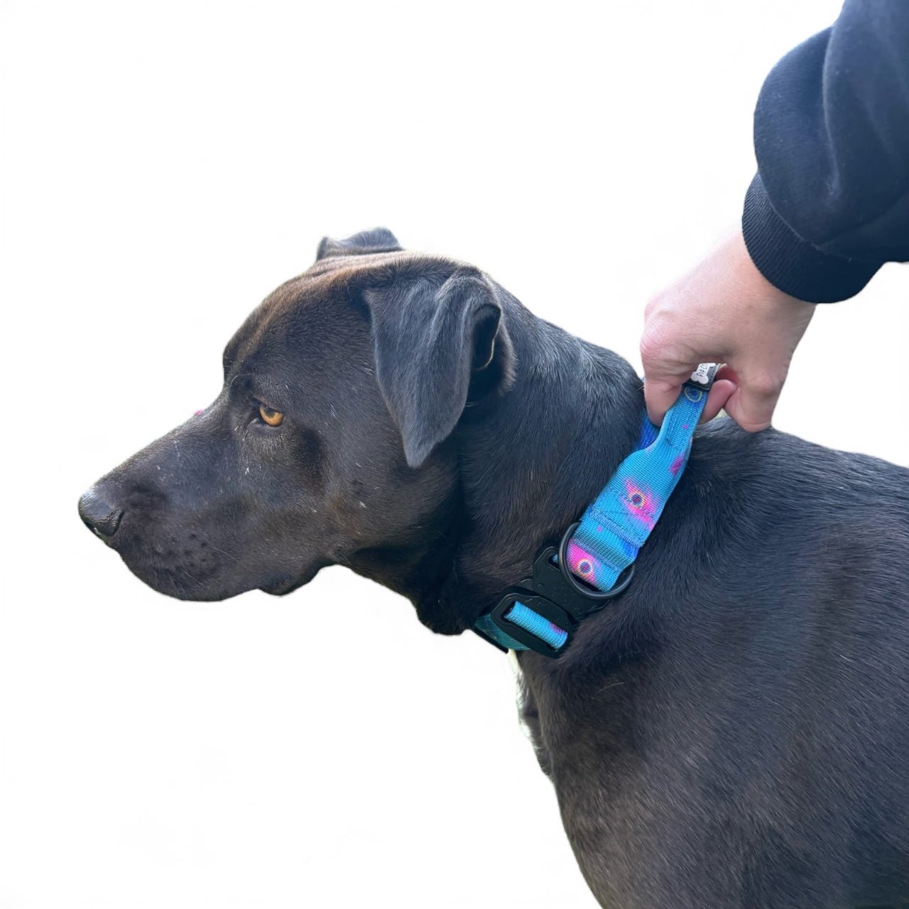 Power Peacock Tactical Dog Collar - Pup Chic Boutique