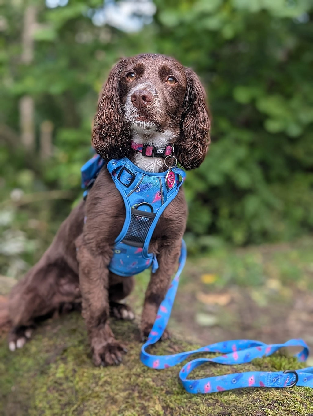 Power Peacock Tactical Dog Harness – No Pull & Fully Adjustable - Pup Chic Boutique