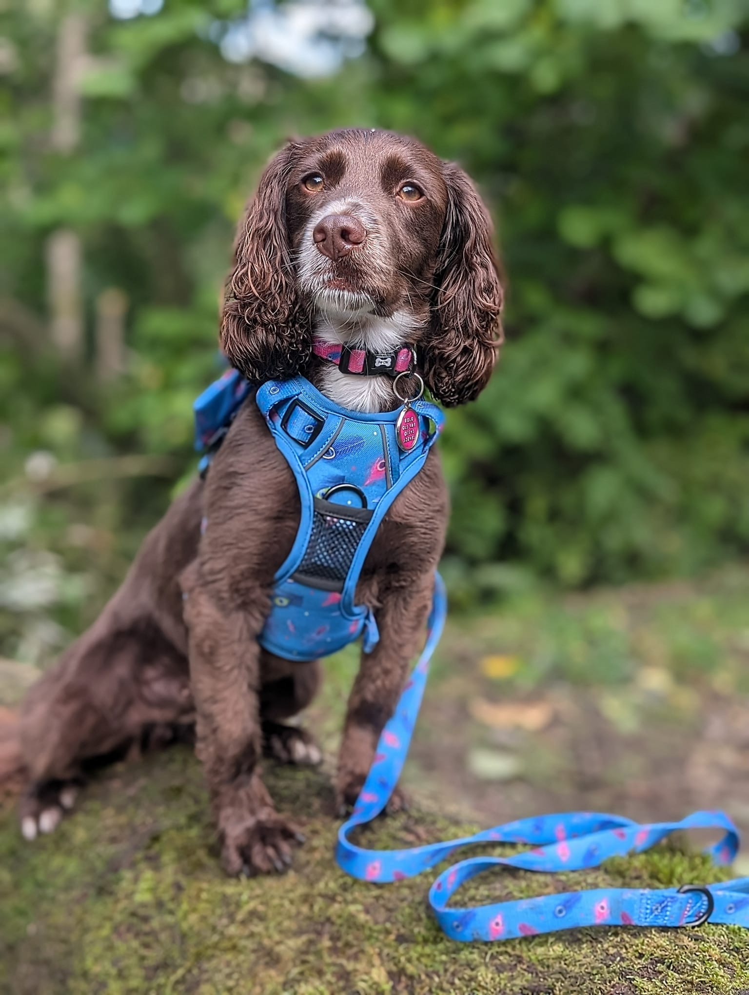 Power Peacock Tactical Dog Harness – No Pull & Fully Adjustable - Pup Chic Boutique