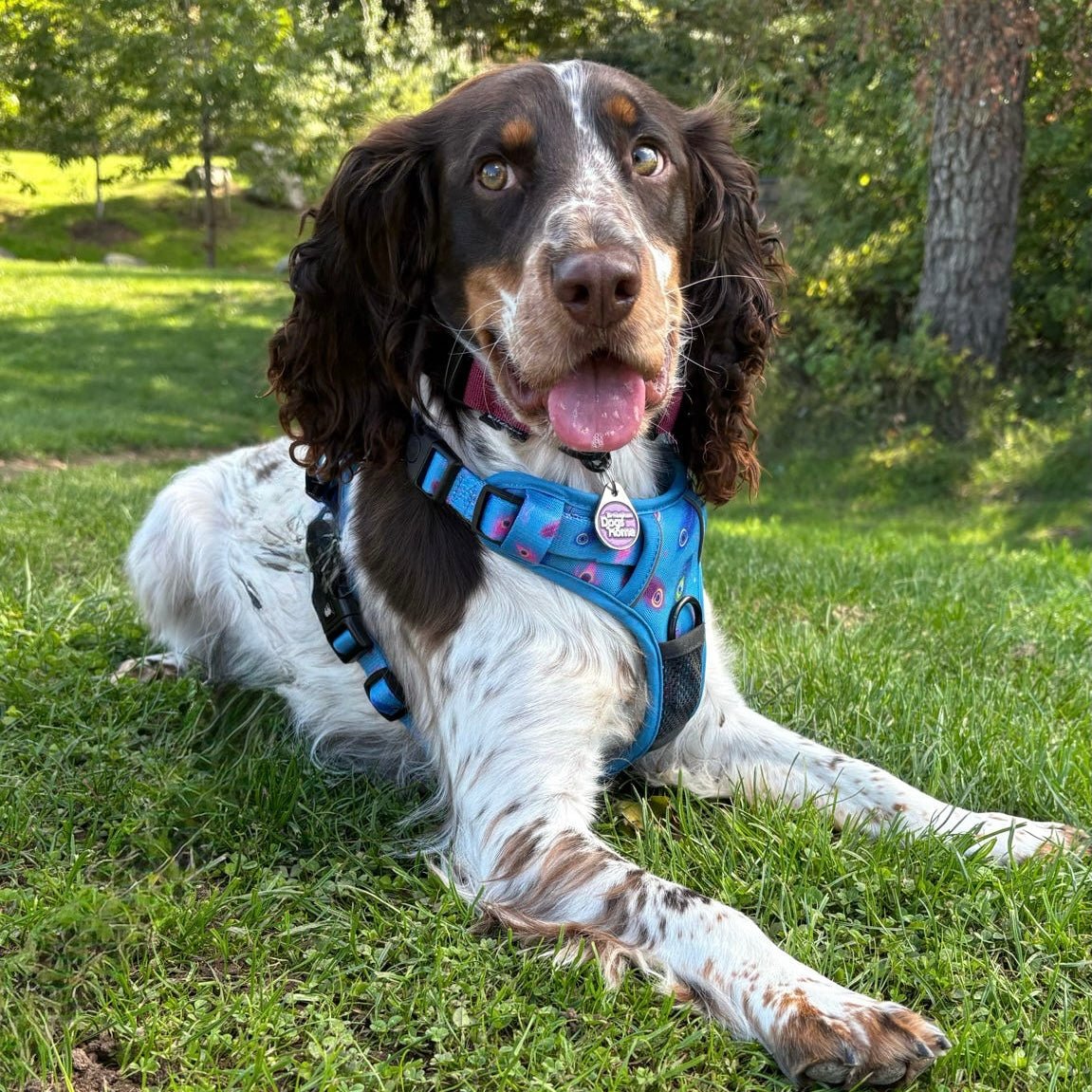 Power Peacock Tactical Dog Harness – No Pull & Fully Adjustable - Pup Chic Boutique