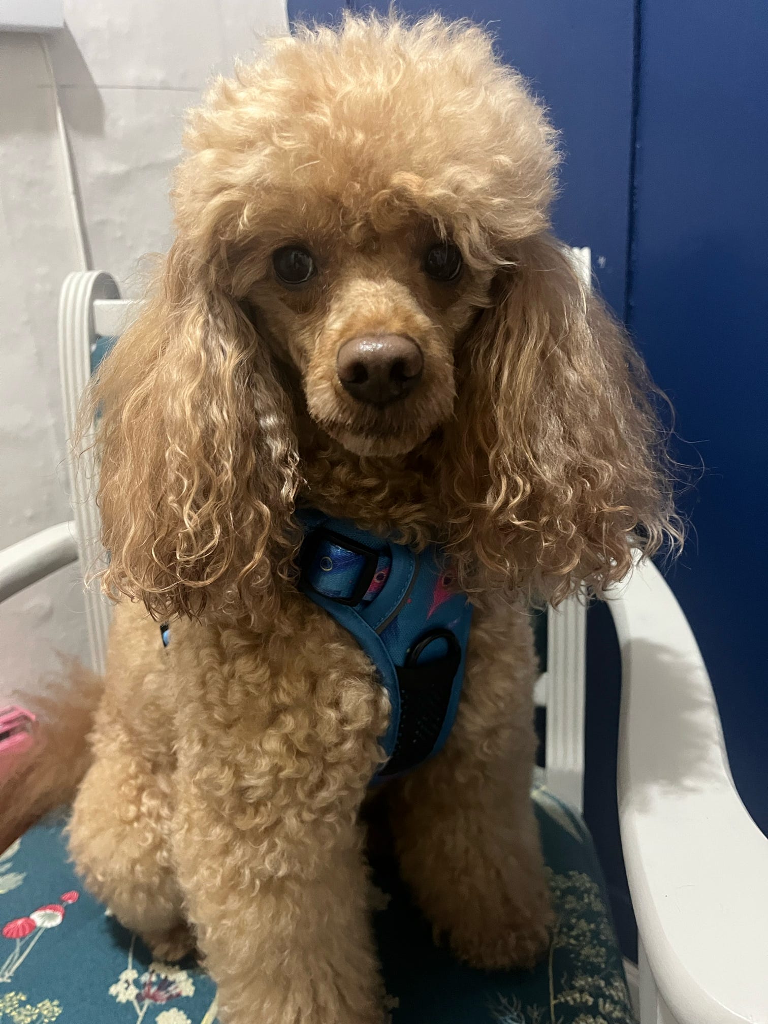 Power Peacock Tactical Dog Harness – No Pull & Fully Adjustable - Pup Chic Boutique