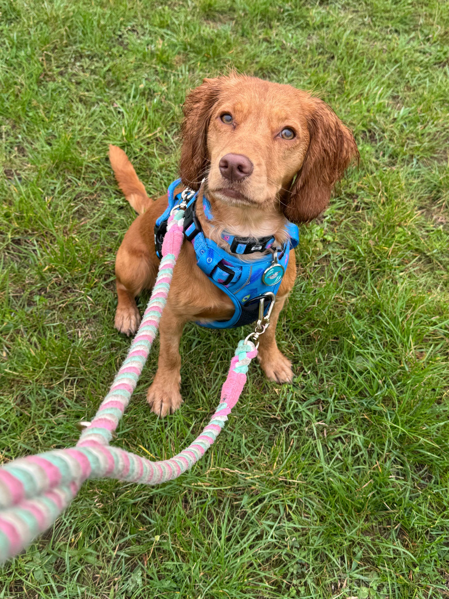 Power Peacock Tactical Dog Harness – No Pull & Fully Adjustable - Pup Chic Boutique