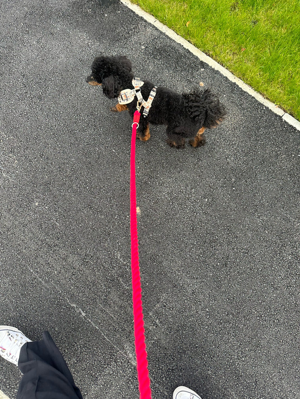 Red Multi - Use 7ft Rope Dog Lead – Bold, Durable & Versatile - Pup Chic Boutique