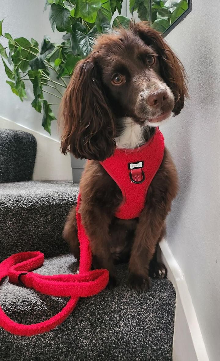 Ruby Red fleece harness - adjustable dog harness - Pup Chic Boutique
