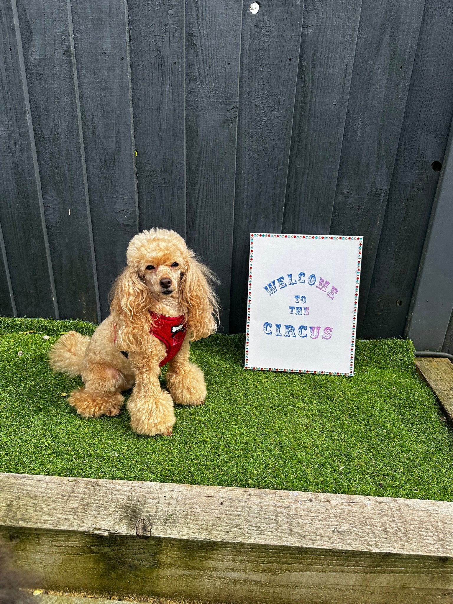 Ruby Red fleece harness - adjustable dog harness - Pup Chic Boutique