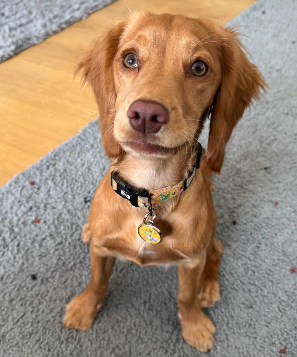 Summer Buzzin’ Dog Collar - Pup Chic Boutique