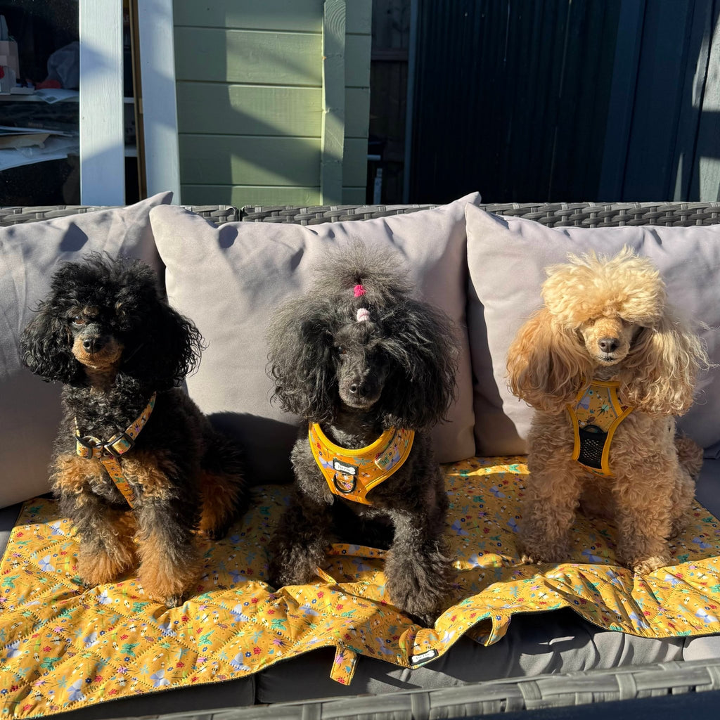 Summer Buzzin' Dog Settle Mat – Lightweight, Waterproof & Travel - Friendly - Pup Chic Boutique