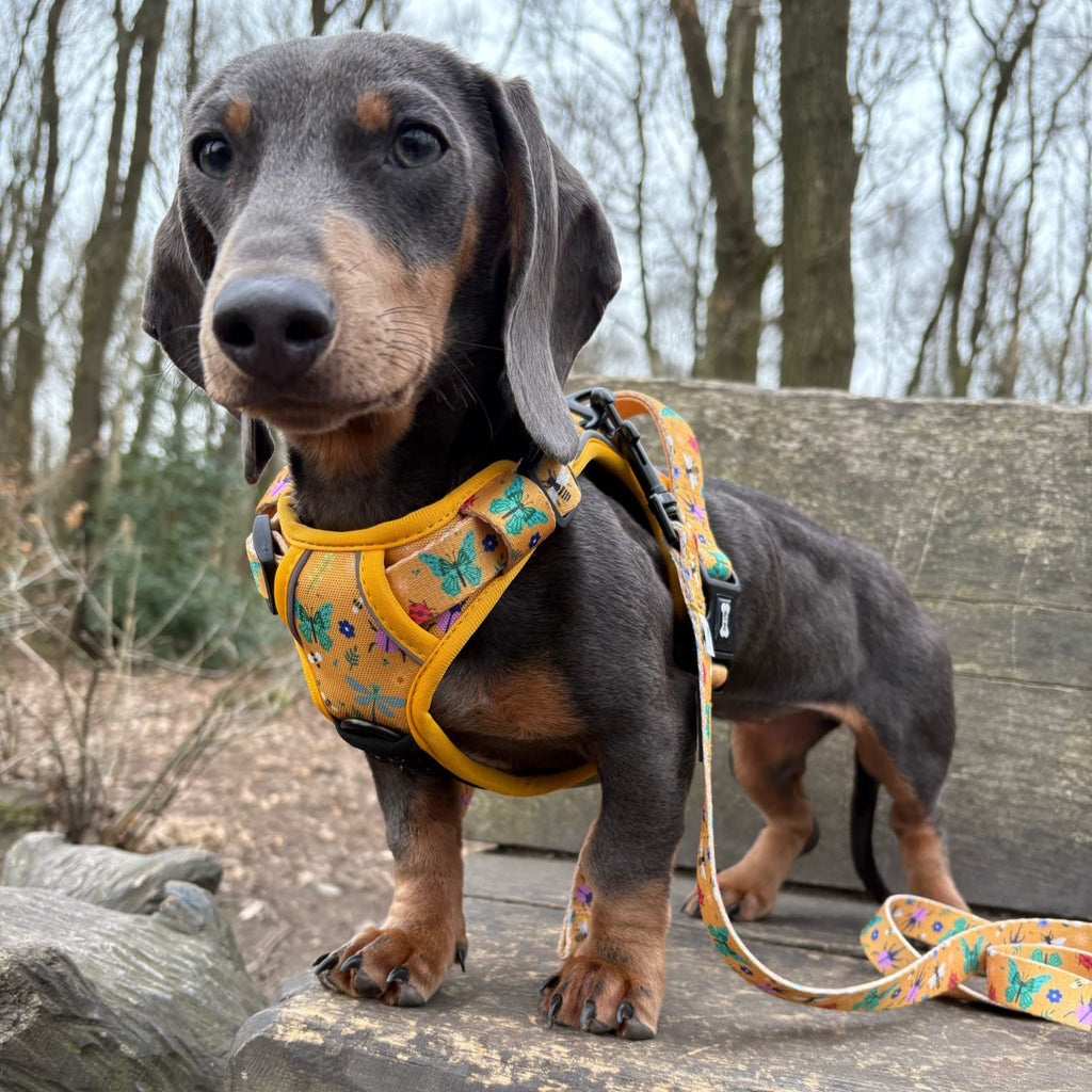 Summer Buzzin' No Pull Tactical Dog Harness – Yellow Insect Print, Adjustable, Step - In (XS - XL) - Pup Chic Boutique