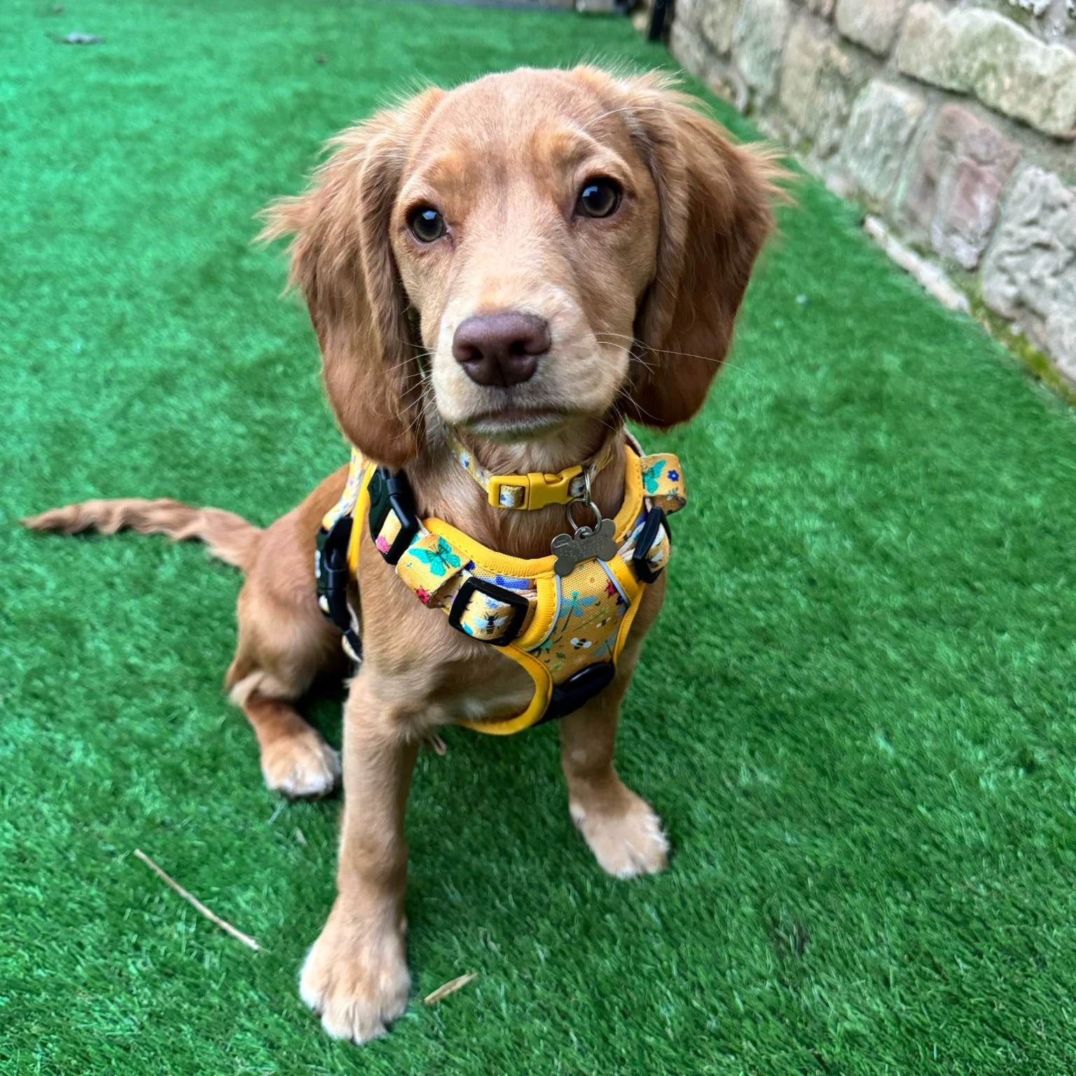 Summer Buzzin' No Pull Tactical Dog Harness – Yellow Insect Print, Adjustable, Step - In (XS - XL) - Pup Chic Boutique