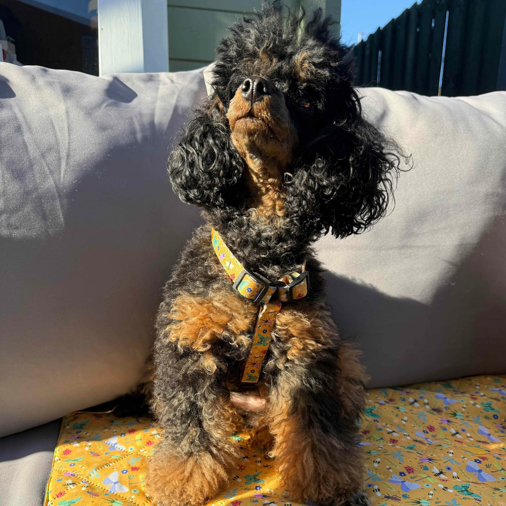 Summer Buzzin’ puppy XXXS strap harness - Pup Chic Boutique