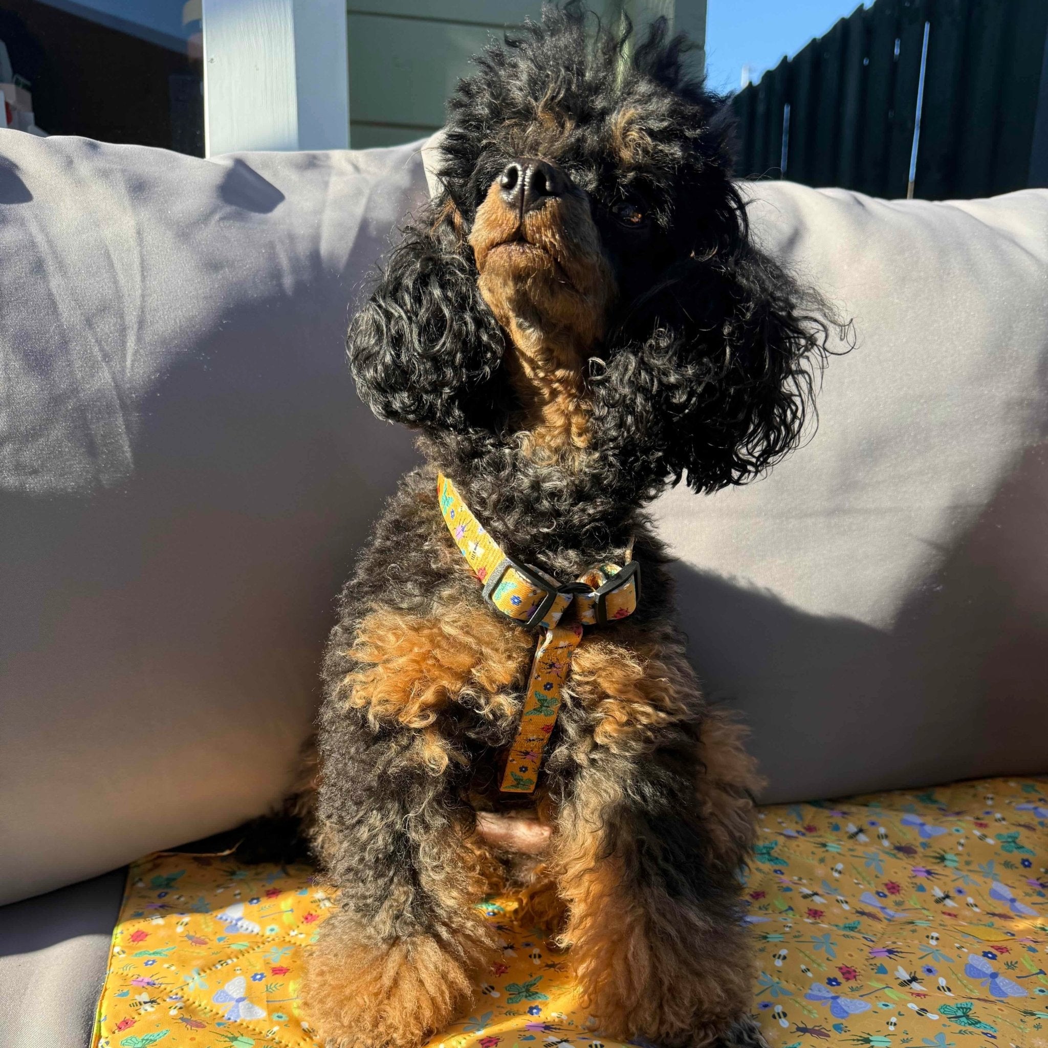 Summer Buzzin’ puppy XXXS strap harness - Pup Chic Boutique