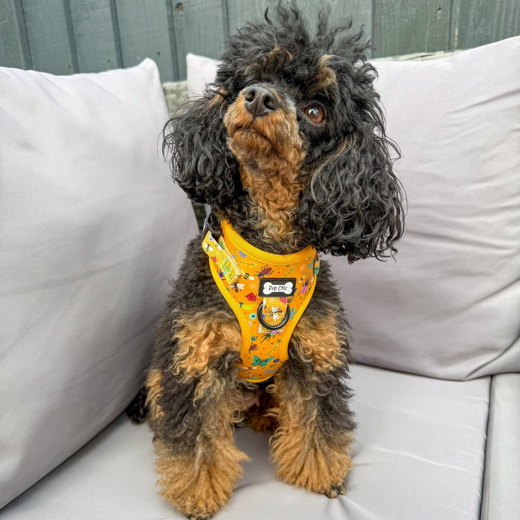 Summer Buzzin’ Step - In Adjustable Dog Harness - Pup Chic Boutique