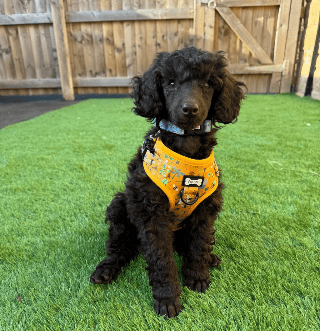 Summer Buzzin’ Step - In Adjustable Dog Harness - Pup Chic Boutique