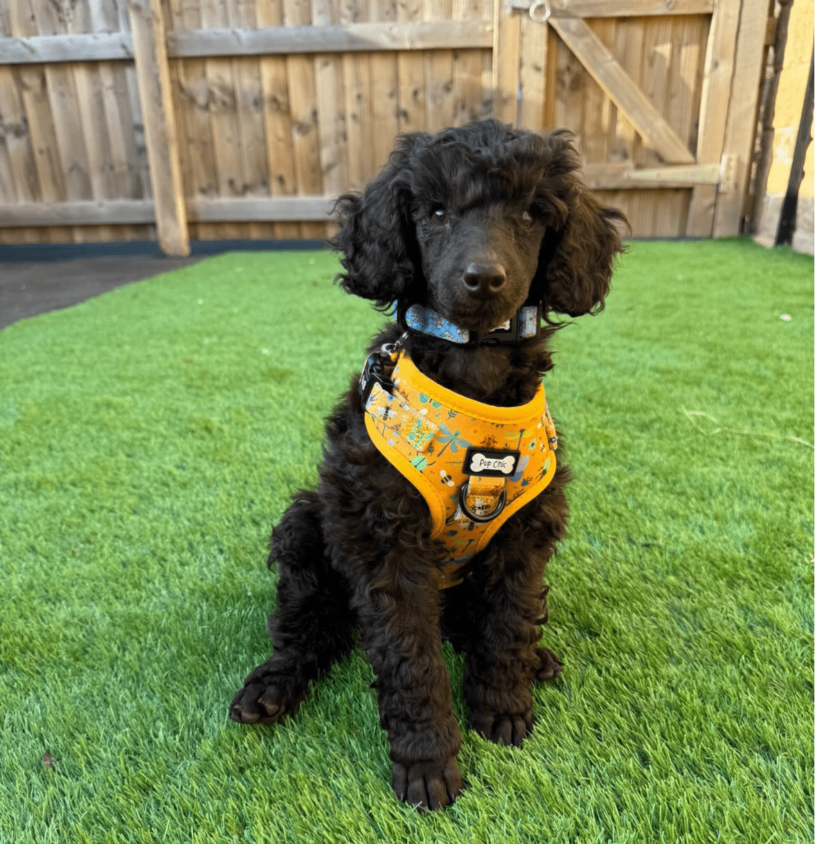 Summer Buzzin’ Step - In Adjustable Dog Harness - Pup Chic Boutique