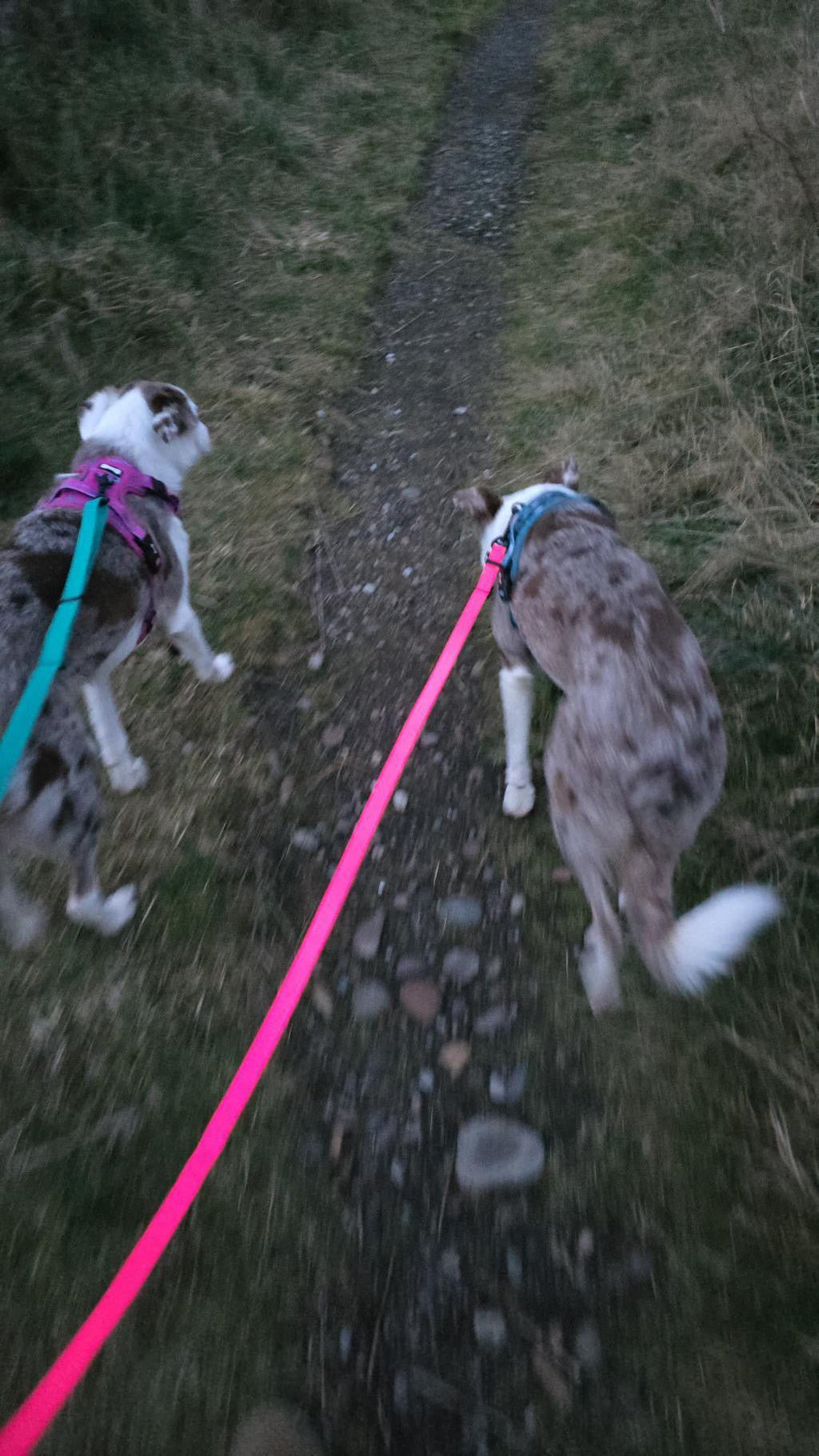 Waterproof 3ft to 5ft adjustable dog leads - PVC biothane dog leash - Pup Chic Boutique