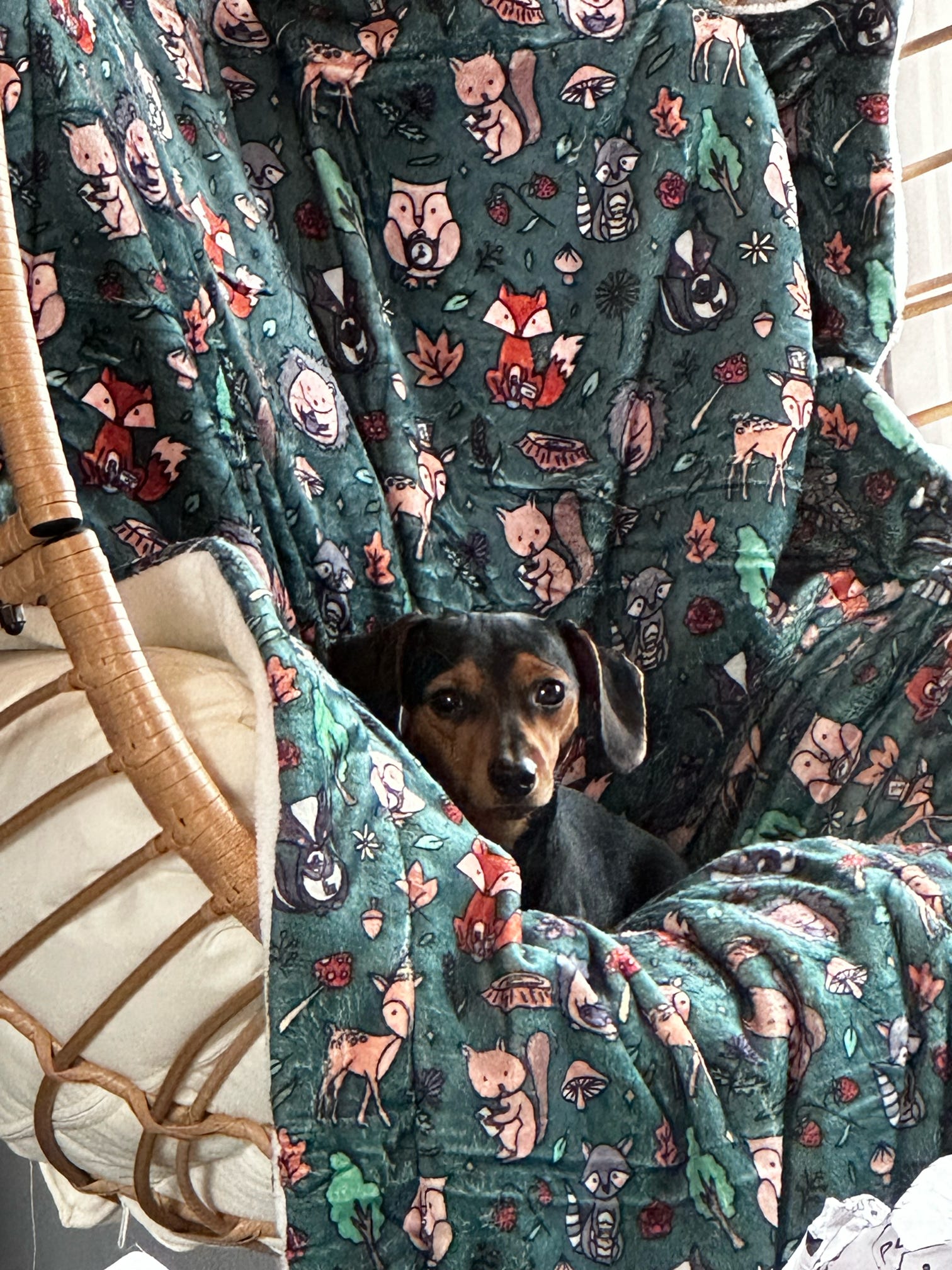 Woodland Wonderland dog blankets - fleece dog blanket - Pup Chic Boutique