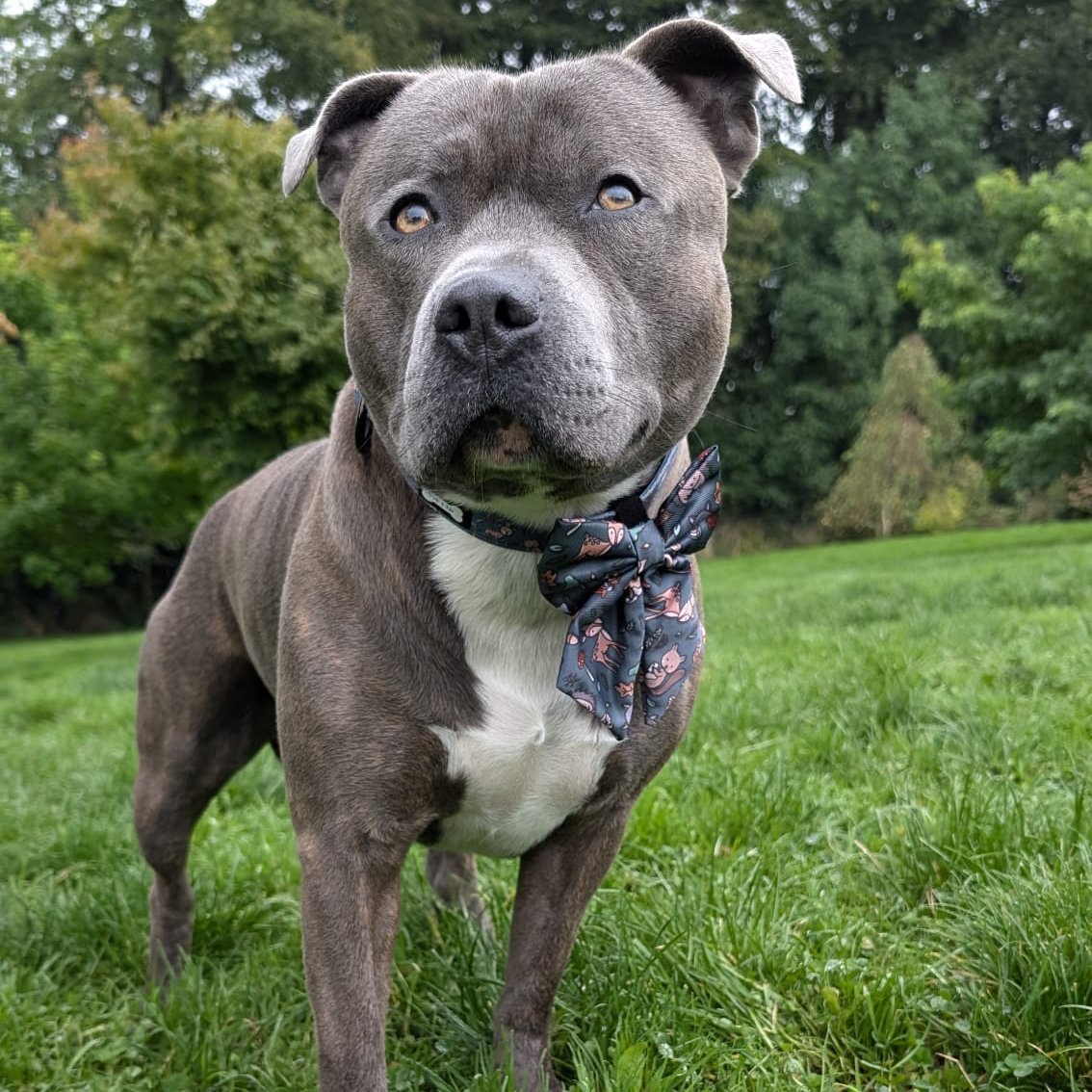 Woodland Wonderland Sailor Bow Tie for Dog - Pup Chic Boutique