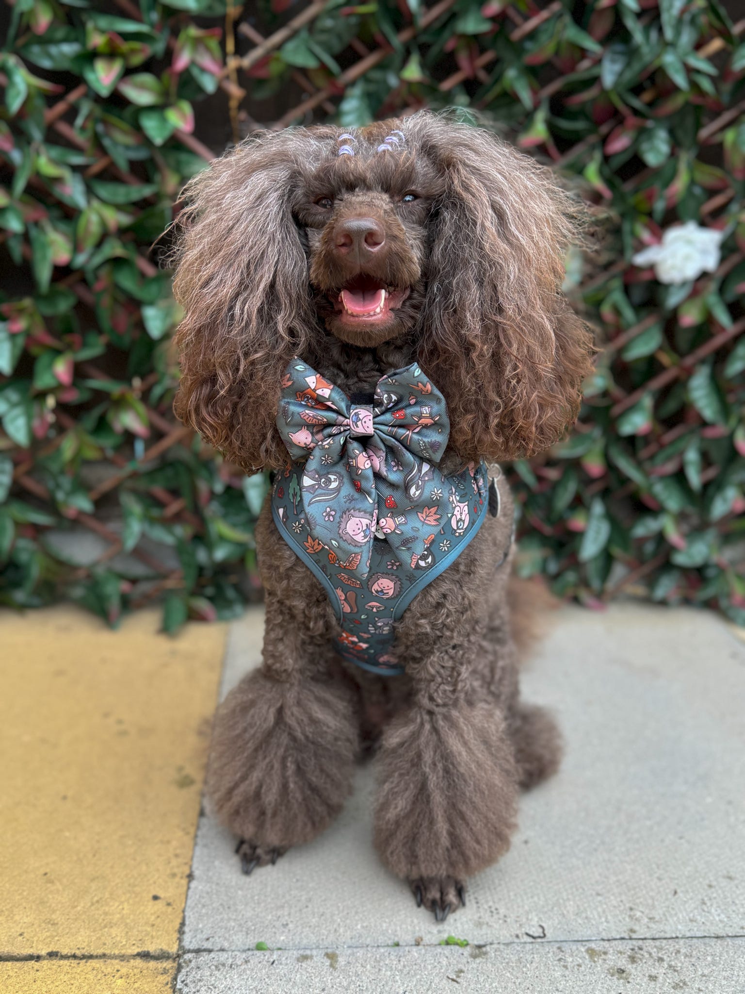 Woodland Wonderland Sailor Bow Tie for Dog - Pup Chic Boutique
