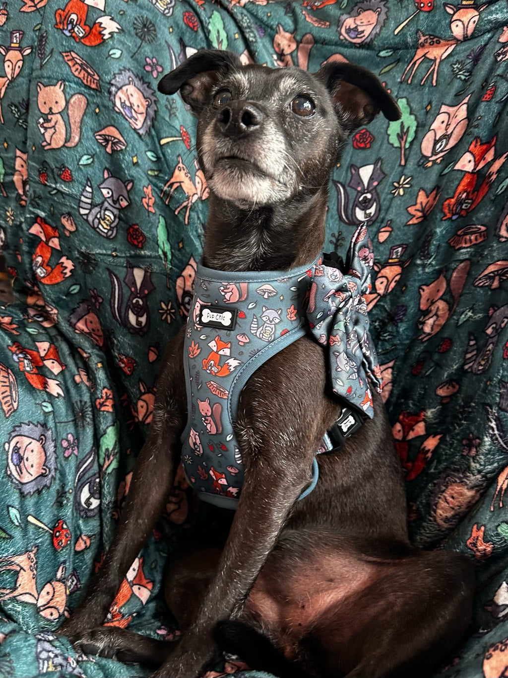 Woodland Wonderland Sailor Bow Tie for Dog - Pup Chic Boutique